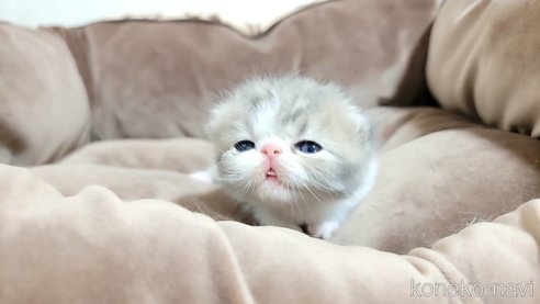 成約済の長野県のエキゾチックショートヘア-83820の4枚目