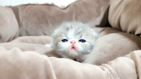 成約済の長野県のエキゾチックショートヘア-83820の3枚目