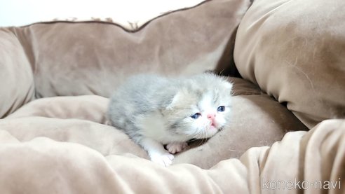 成約済の長野県のエキゾチックショートヘア-83820の5枚目