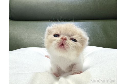 成約済の岐阜県のエキゾチックショートヘア-83832の5枚目