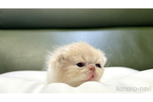 成約済の岐阜県のエキゾチックショートヘア-83832の4枚目