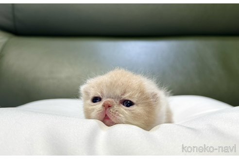 成約済の岐阜県のエキゾチックショートヘア-83832の3枚目