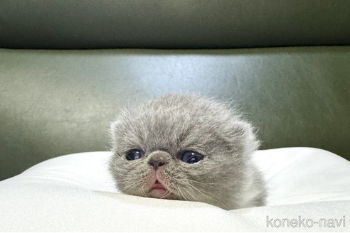 成約済の岐阜県のエキゾチックショートヘア-83834の3枚目