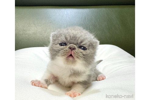 成約済の岐阜県のエキゾチックショートヘア-83834の4枚目