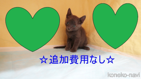 成約済の東京都のロシアンブルー-83835の1枚目