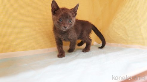 成約済の東京都のロシアンブルー-83835の3枚目