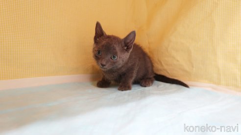 成約済の東京都のロシアンブルー-83835の2枚目