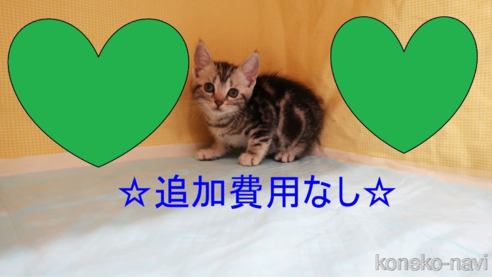 成約済の東京都のアメリカンショートヘア-84381の1枚目