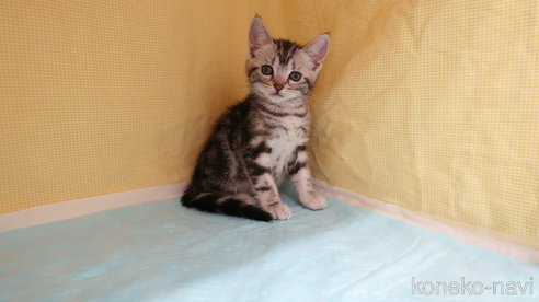 成約済の東京都のアメリカンショートヘア-84381の10枚目
