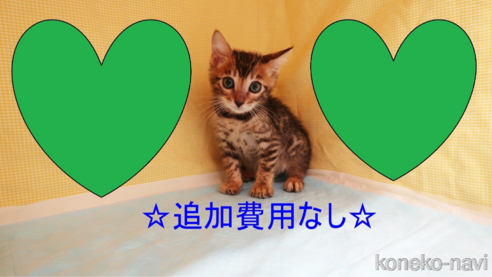 成約済の東京都のベンガル-83836の1枚目