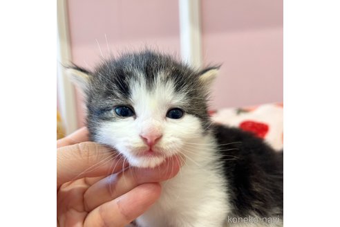 成約済の広島県のノルウェージャンフォレストキャット-83839の9枚目
