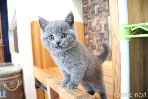 成約済の大阪府のブリティッシュショートヘア-81271の7枚目