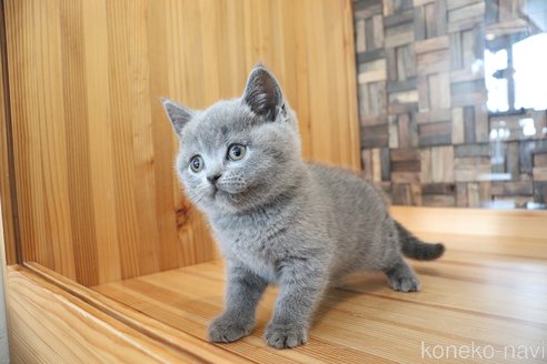 成約済の大阪府のブリティッシュショートヘア-81269の10枚目