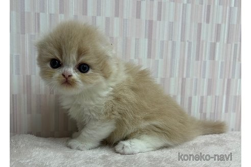 成約済の千葉県のスコティッシュフォールド(折れ耳)-83893の3枚目