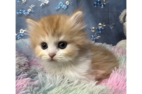 成約済の千葉県のサイベリアン-83895の6枚目