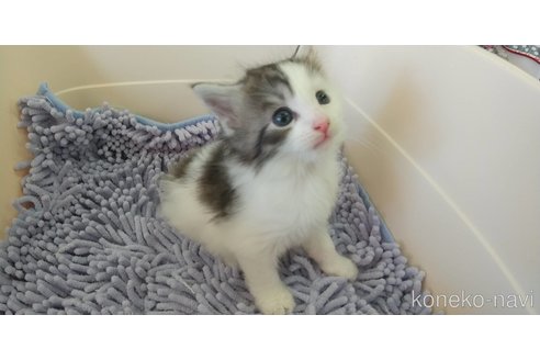 成約済の愛知県のメインクーン-83898の2枚目