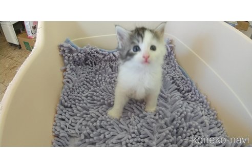 成約済の愛知県のメインクーン-83898の3枚目