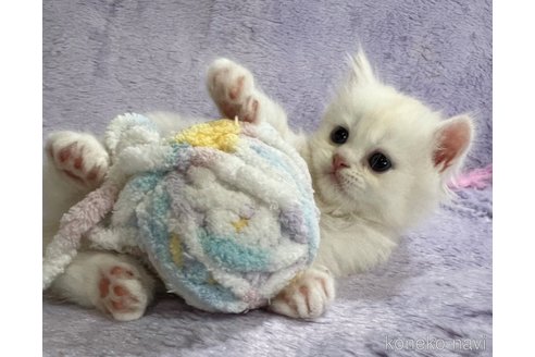 成約済の千葉県のミヌエット-83935の5枚目
