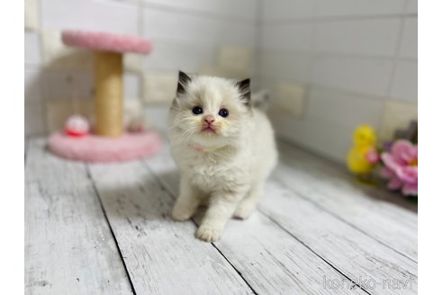 成約済の埼玉県のラグドール-83943の9枚目