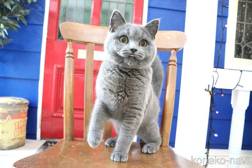 成約済の大阪府のスコティッシュフォールド-76384の10枚目
