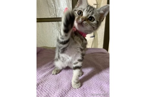 成約済の神奈川県のマンチカン-79039の9枚目