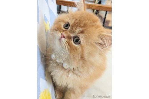 成約済の埼玉県のミヌエット-83969の4枚目