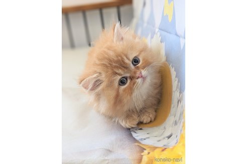 成約済の埼玉県のミヌエット-83969の1枚目