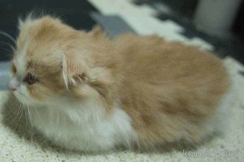 成約済の大阪府のスコティッシュフォールド(折れ耳)-83973の5枚目
