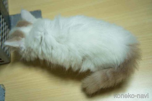 成約済の大阪府のスコティッシュフォールド-83974の8枚目