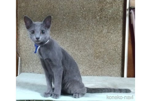 成約済の愛知県のロシアンブルー-74199の2枚目