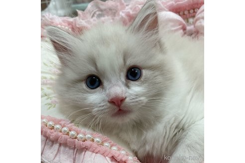 成約済の埼玉県のラグドール-83976の5枚目
