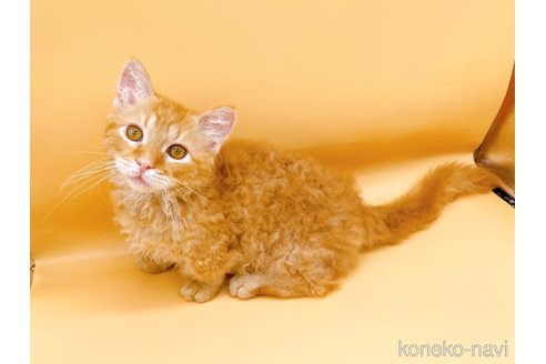 成約済の東京都のスクーカム-76112の12枚目