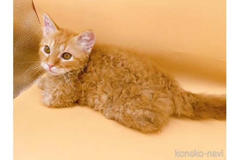 成約済の東京都のスクーカム-76112の11枚目