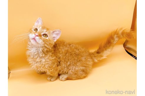 成約済の東京都のスクーカム-76112の10枚目