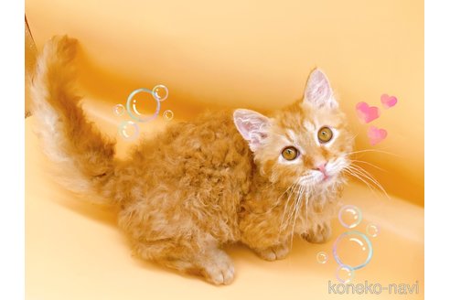 成約済の東京都のスクーカム-76112の9枚目