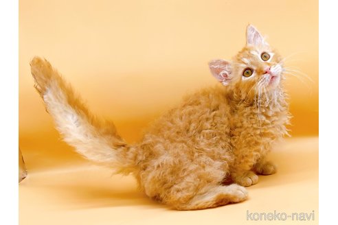 成約済の東京都のスクーカム-76112の8枚目