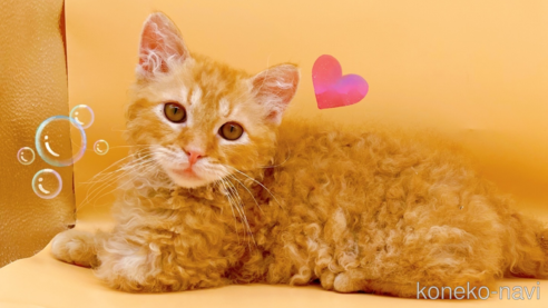 成約済の東京都のスクーカム-76112の7枚目