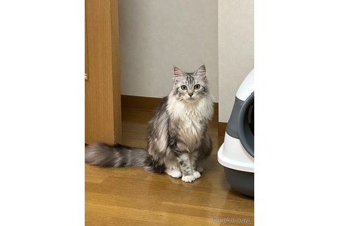 キラーちゃん1枚目