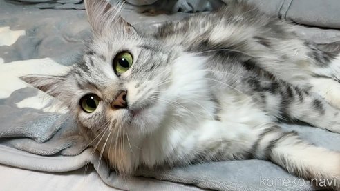 キラーちゃん1枚目