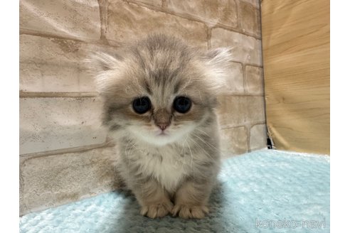 成約済の愛知県のペルシャ(チンチラ)-82678の2枚目