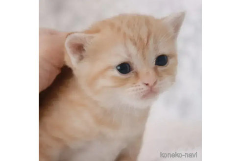 成約済の埼玉県のスコティッシュフォールド-83991の8枚目