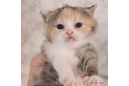成約済の埼玉県のスコティッシュフォールド-83992の2枚目