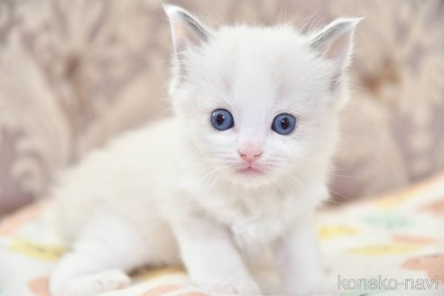 成約済の宮城県のラグドール-83996の3枚目