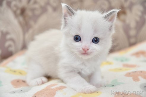 成約済の宮城県のラグドール-83996の2枚目
