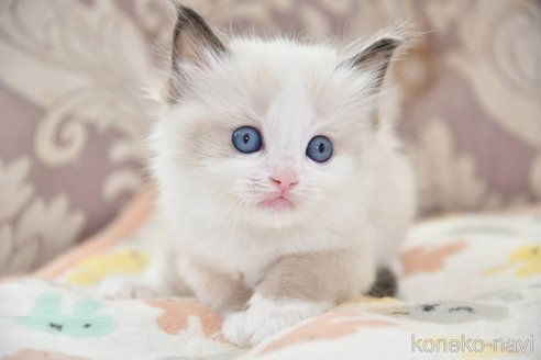 成約済の宮城県のラグドール-83998の4枚目