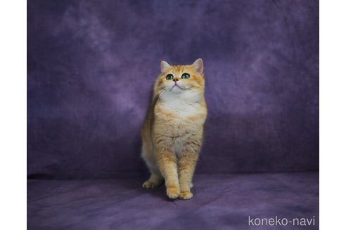 ディンディンちゃん1枚目
