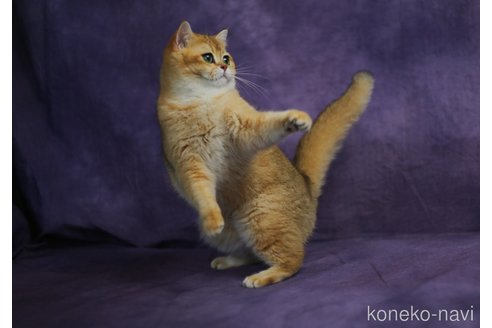 ディンディンちゃん1枚目