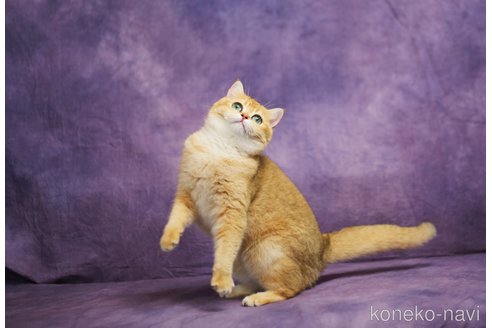 ディンディンちゃん1枚目