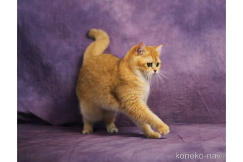 ディンディンちゃん1枚目