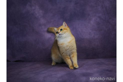 ディンディンちゃん1枚目